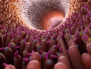 Медична ілюстрація бактерій в кишечнику людини . — стокове фото