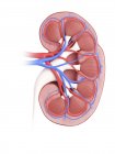 Ilustración de la sección transversal del riñón sobre fondo blanco . - foto de stock