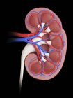Illustration of cross section of kidney on black  background. — Stock Photo