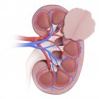 Ilustración del cáncer de riñón sobre fondo blanco . - foto de stock