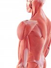 Цифровая иллюстрация человеческих мышц на белом фоне
. — стоковое фото