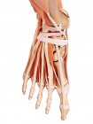 Illustrazione dell'anatomia del piede umano su sfondo bianco . — Foto stock