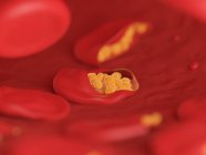 Ilustración de células sanguíneas infectadas con malaria . - foto de stock