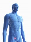 Ілюстрація прозорого синього силуету чоловічого тіла з кольоровим сечовим міхуром . — стокове фото