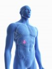 Illustrazione della silhouette blu trasparente del corpo maschile con cistifellea colorata . — Foto stock