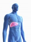 Illustration der transparenten blauen Silhouette des männlichen Körpers mit farbiger Leber. — Stockfoto