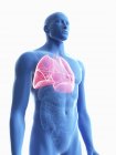 Ілюстрація прозорі синій силует чоловічого тіла з кольоровими легені. — стокове фото
