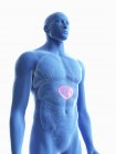Illustration of transparent blue silhouette of male body with colored spleen. — Stock Photo
