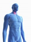 Ilustración de silueta azul transparente del cuerpo masculino con glándula tiroides coloreada . - foto de stock