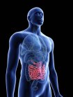 Illustration of transparent blue silhouette of male body with colored small intestine. — Stock Photo