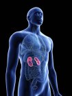 Illustration of transparent blue silhouette of male body with colored kidneys. — Stock Photo