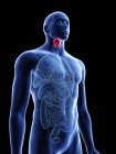 Illustration of transparent blue silhouette of male body with colored larynx. — Stock Photo