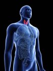 Illustration de la silhouette bleue transparente du corps masculin avec glande thyroïde colorée
. — Photo de stock