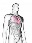 Ilustración de silueta gris transparente del cuerpo masculino con bronquios de colores . - foto de stock
