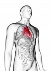 Illustration der durchsichtigen grauen Silhouette des männlichen Körpers mit farbigem Herzen. — Stockfoto