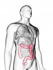 Ilustración de silueta gris transparente del cuerpo masculino con colon de color . - foto de stock