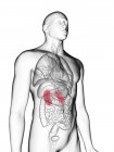 Ilustración de silueta gris transparente del cuerpo masculino con riñones de color . - foto de stock