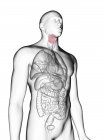 Illustrazione della silhouette grigia trasparente del corpo maschile con laringe colorata . — Foto stock