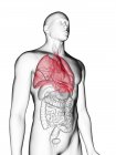 Ilustración de silueta gris transparente del cuerpo masculino con pulmones coloreados . - foto de stock