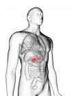 Illustration der durchsichtigen grauen Silhouette des männlichen Körpers mit farbigen Bauchspeicheldrüsen. — Stockfoto
