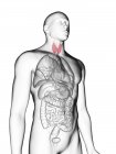 Ilustración de silueta gris transparente del cuerpo masculino con glándula tiroides coloreada . - foto de stock