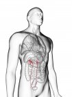 Ilustração da silhueta cinza transparente do corpo masculino com ureteres coloridos . — Fotografia de Stock