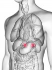Ilustración de silueta gris transparente del cuerpo masculino con glándulas suprarrenales de color
. - foto de stock