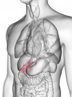 Illustration of transparent gray silhouette of male body with colored gallbladder. — Stock Photo