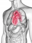 Ilustración de silueta gris transparente del cuerpo masculino con corazón de color . - foto de stock