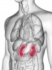 Ilustración de silueta gris transparente del cuerpo masculino con riñones de color . - foto de stock