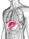 Ilustração da silhueta cinza transparente do corpo masculino com fígado colorido
. — Fotografia de Stock