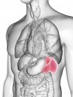 Illustration of transparent gray silhouette of male body with colored spleen. — Stock Photo