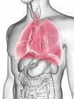 Illustration der durchsichtigen grauen Silhouette des männlichen Körpers mit farbigen Lungen. — Stockfoto