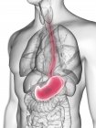 Ilustración de silueta gris transparente del cuerpo masculino con el estómago coloreado . - foto de stock