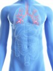 Ilustración de silueta azul transparente del cuerpo masculino con bronquios de colores . - foto de stock