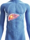 Ilustración de silueta azul transparente del cuerpo masculino con cáncer de hígado coloreado . - foto de stock
