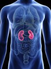 Illustration of transparent blue silhouette of male body with colored kidneys. — Stock Photo