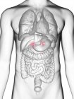 Ilustración de sección media de glándulas suprarrenales en silueta corporal masculina
. - foto de stock