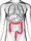 Mid section illustration of colon in male body silhouette. — Stock Photo