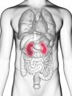 Illustrazione a metà sezione dei reni nella silhouette del corpo maschile . — Foto stock