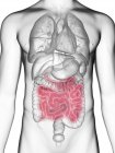 Ilustração do intestino delgado na silhueta do corpo masculino
. — Fotografia de Stock