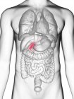 Ilustração da vesícula biliar na silhueta corporal masculina . — Fotografia de Stock
