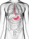 Illustrazione a metà sezione dello stomaco nella silhouette del corpo maschile . — Foto stock