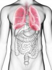 Ilustración de la sección media de los pulmones en silueta corporal masculina . - foto de stock