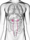Illustrazione a metà sezione di ureteri nella silhouette del corpo maschile . — Foto stock