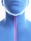 Illustration of oesophagus in male body silhouette, close-up. — Stock Photo