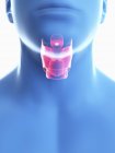 Illustration du larynx dans la silhouette du corps masculin, gros plan . — Photo de stock