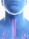 Close-up illustration of trachea in male body silhouette, close-up. — Stock Photo