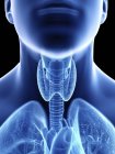 Illustrazione medica della silhouette che mostra l'anatomia della gola maschile, primo piano . — Foto stock
