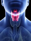 Illustration of larynx in male body silhouette, close-up. — Stock Photo